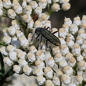 Eleale simplex (Clerid beetle) at Goulburn, NSW by trevorpreston