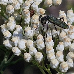 Eleale simplex at Goulburn, NSW - 20 Nov 2024