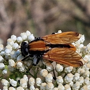 Pelecorhynchus fulvus (Orange cap-nosed fly) at Goulburn, NSW by trevorpreston