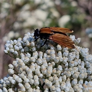 Pelecorhynchus fulvus at Goulburn, NSW - 20 Nov 2024