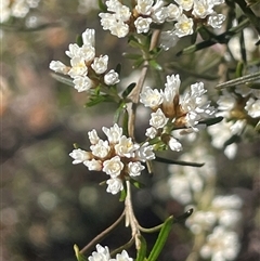 Ozothamnus thyrsoideus (Sticky Everlasting) at Tinderry, NSW - 19 Nov 2024 by JaneR