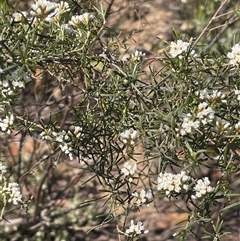 Ozothamnus thyrsoideus at Tinderry, NSW - 20 Nov 2024