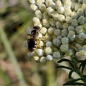 Lasioglossum (Chilalictus) sp. (genus & subgenus) at Goulburn, NSW by trevorpreston