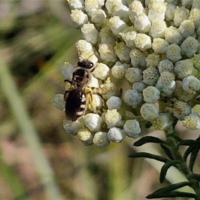 Lasioglossum (Chilalictus) sp. (genus & subgenus) (Halictid bee) at Goulburn, NSW - 20 Nov 2024 by trevorpreston