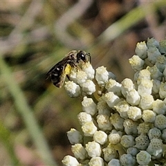 Lasioglossum (Chilalictus) sp. (genus & subgenus) at Goulburn, NSW - 20 Nov 2024