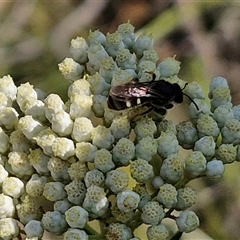 Lasioglossum (Chilalictus) sp. (genus & subgenus) at Goulburn, NSW - 20 Nov 2024