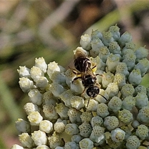 Lasioglossum (Chilalictus) sp. (genus & subgenus) at Goulburn, NSW - 20 Nov 2024