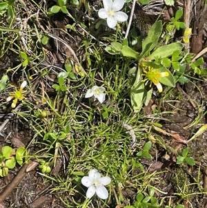 Montia australasica (White Purslane) at Tinderry, NSW by JaneR