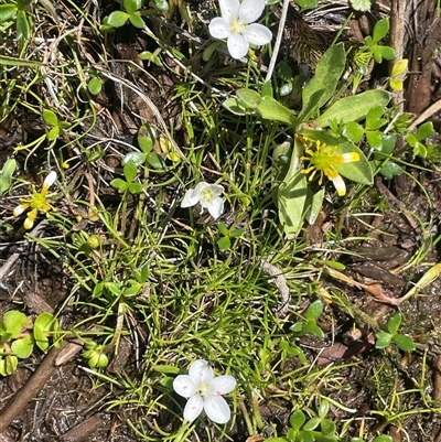 Montia australasica (White Purslane) at Tinderry, NSW - 20 Nov 2024 by JaneR