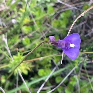 Utricularia dichotoma at Tinderry, NSW - 20 Nov 2024 12:41 PM