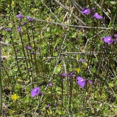 Utricularia dichotoma at Tinderry, NSW - 20 Nov 2024