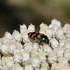 Castiarina livida (Jewel Beetle) at Goulburn, NSW - 20 Nov 2024 by trevorpreston