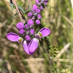 Comesperma retusum (Mountain Milkwort) at Tinderry, NSW - 20 Nov 2024 by JaneR