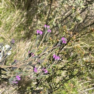 Comesperma retusum at Tinderry, NSW - 20 Nov 2024