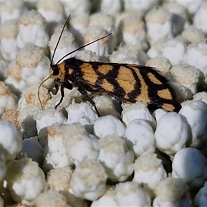 Asura lydia (Lydia Lichen Moth) at Goulburn, NSW by trevorpreston