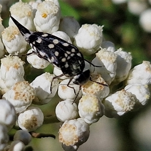 Hoshihananomia leucosticta (Pintail or Tumbling flower beetle) at Goulburn, NSW by trevorpreston