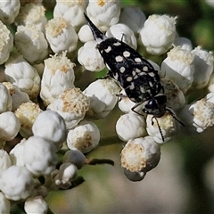 Hoshihananomia leucosticta at Goulburn, NSW - 20 Nov 2024