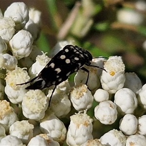 Hoshihananomia leucosticta at Goulburn, NSW - 20 Nov 2024