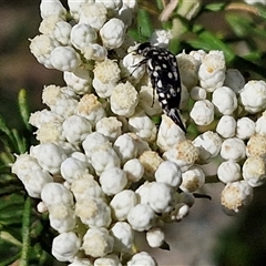 Hoshihananomia leucosticta at Goulburn, NSW - 20 Nov 2024