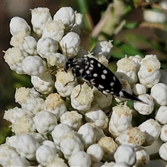 Hoshihananomia leucosticta at Goulburn, NSW - 20 Nov 2024