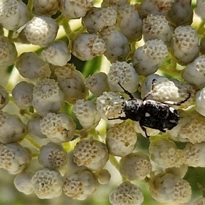 Unidentified Scarab beetle (Scarabaeidae) at Goulburn, NSW by trevorpreston