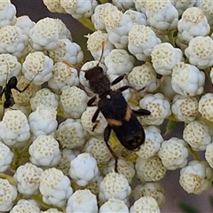 Eleale pulchra (Clerid beetle) at Goulburn, NSW - 20 Nov 2024 by trevorpreston