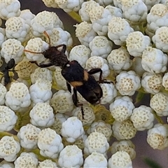 Eleale pulchra at Goulburn, NSW - 20 Nov 2024