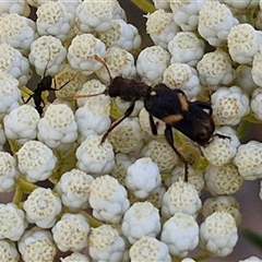 Eleale pulchra at Goulburn, NSW - 20 Nov 2024