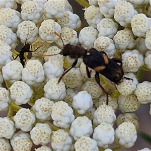 Eleale pulchra at Goulburn, NSW - 20 Nov 2024