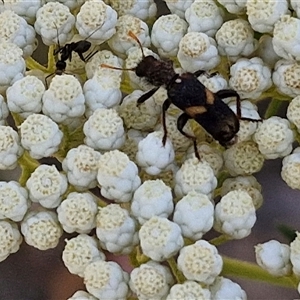 Eleale pulchra at Goulburn, NSW - 20 Nov 2024 04:40 PM