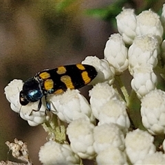 Castiarina livida (Jewel Beetle) at Goulburn, NSW - 20 Nov 2024 by trevorpreston