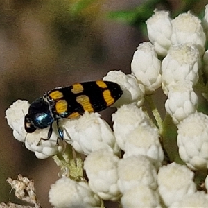 Castiarina livida at Goulburn, NSW by trevorpreston