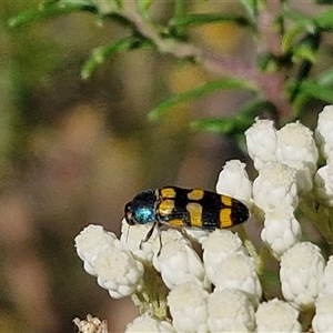 Castiarina livida at Goulburn, NSW - 20 Nov 2024 04:38 PM