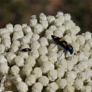 Castiarina livida at Goulburn, NSW - 20 Nov 2024 04:38 PM