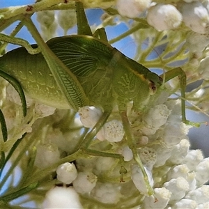 Unidentified Katydid (Tettigoniidae) at Goulburn, NSW by trevorpreston