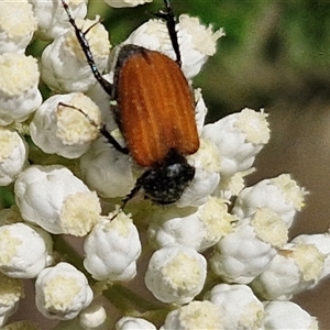 Phyllotocus rufipennis at Goulburn, NSW - 20 Nov 2024