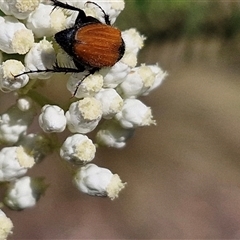 Phyllotocus rufipennis at Goulburn, NSW - 20 Nov 2024