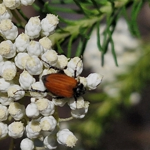 Phyllotocus rufipennis at Goulburn, NSW - 20 Nov 2024