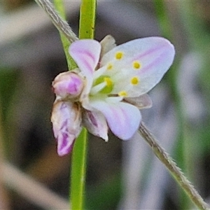 Laxmannia gracilis (Slender Wire Lily) at Goulburn, NSW by trevorpreston