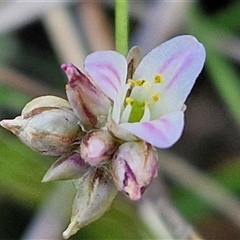 Laxmannia gracilis at Goulburn, NSW - 20 Nov 2024