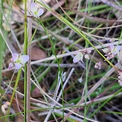 Laxmannia gracilis at Goulburn, NSW - 20 Nov 2024 04:34 PM