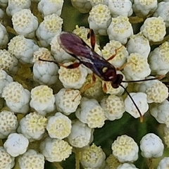 Ichneumonoidea (Superfamily) (A species of parasitic wasp) at Goulburn, NSW - 20 Nov 2024 by trevorpreston