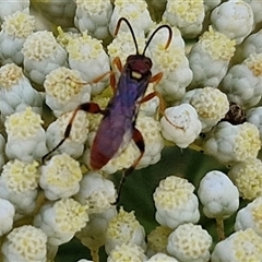 Ichneumonoidea (Superfamily) at Goulburn, NSW - 20 Nov 2024