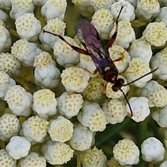 Ichneumonoidea (Superfamily) at Goulburn, NSW - 20 Nov 2024