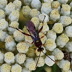 Ichneumonoidea (Superfamily) at Goulburn, NSW - 20 Nov 2024