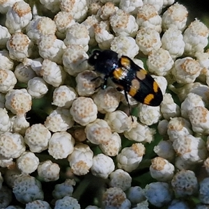 Unidentified Jewel beetle (Buprestidae) at Goulburn, NSW by trevorpreston