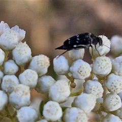 Mordella sp. (genus) (Pintail or tumbling flower beetle) at Goulburn, NSW - 20 Nov 2024 by trevorpreston