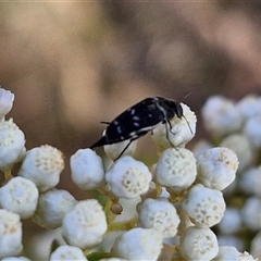 Mordella sp. (genus) at Goulburn, NSW - 20 Nov 2024