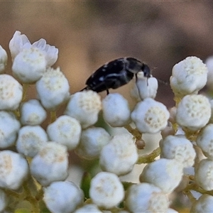 Mordella sp. (genus) at Goulburn, NSW - 20 Nov 2024 04:30 PM