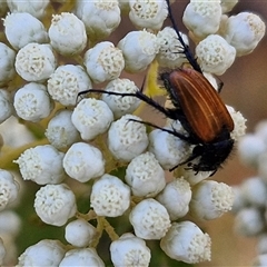 Phyllotocus rufipennis (Nectar scarab) at Goulburn, NSW - 20 Nov 2024 by trevorpreston